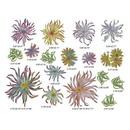 Momo-Dini Embroidery Designs - Sparkling Chrysanthemum (1000166)